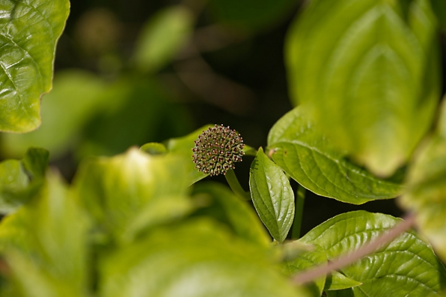 Jardin des Impressionnistes-MAI14-099